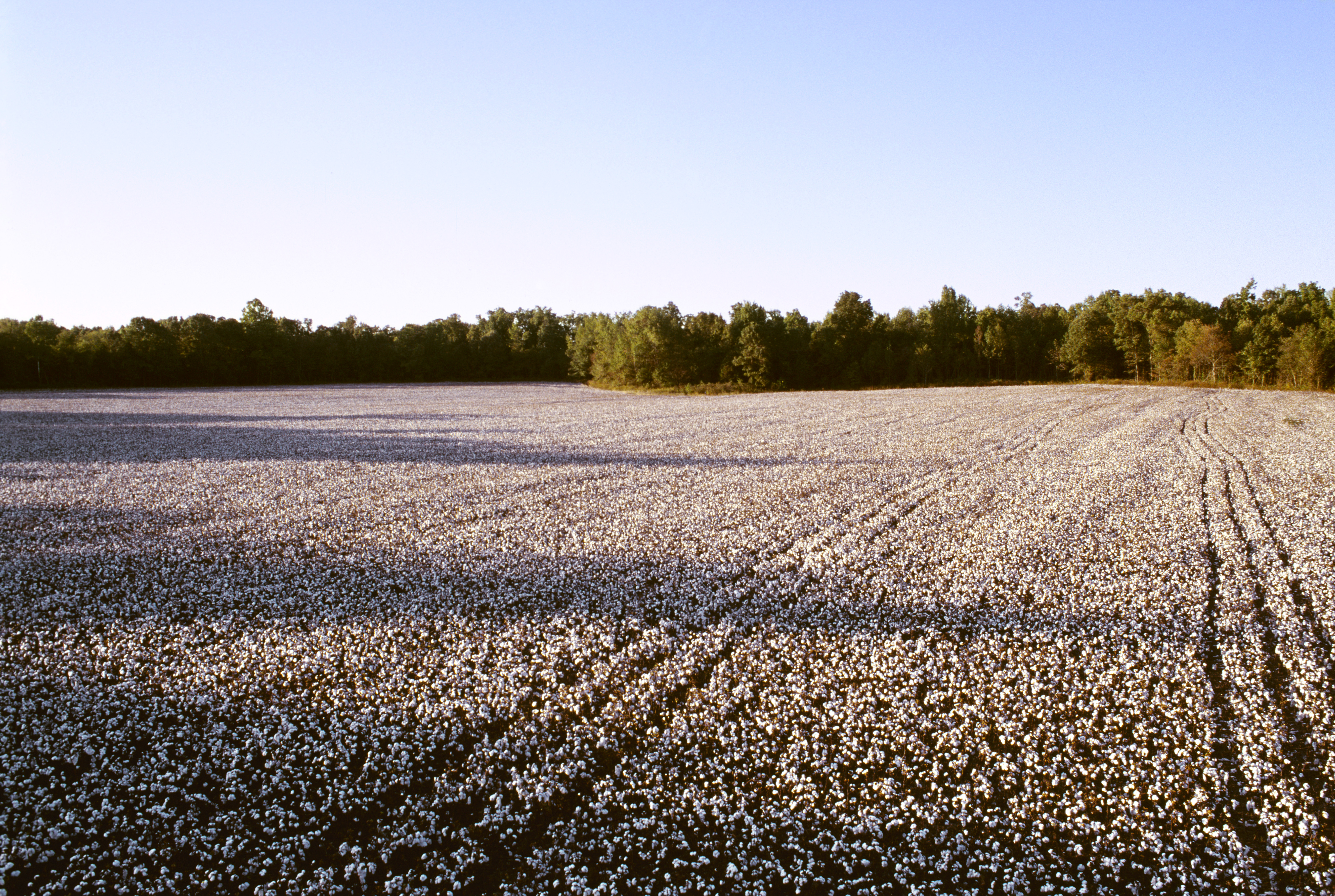 cotton-field.jpg