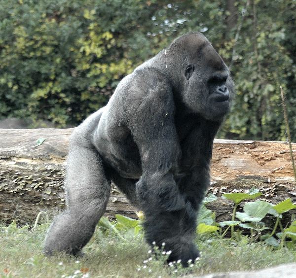 Big_Male_Gorilla_600.jpg