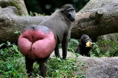 hugechimpbutt.jpg