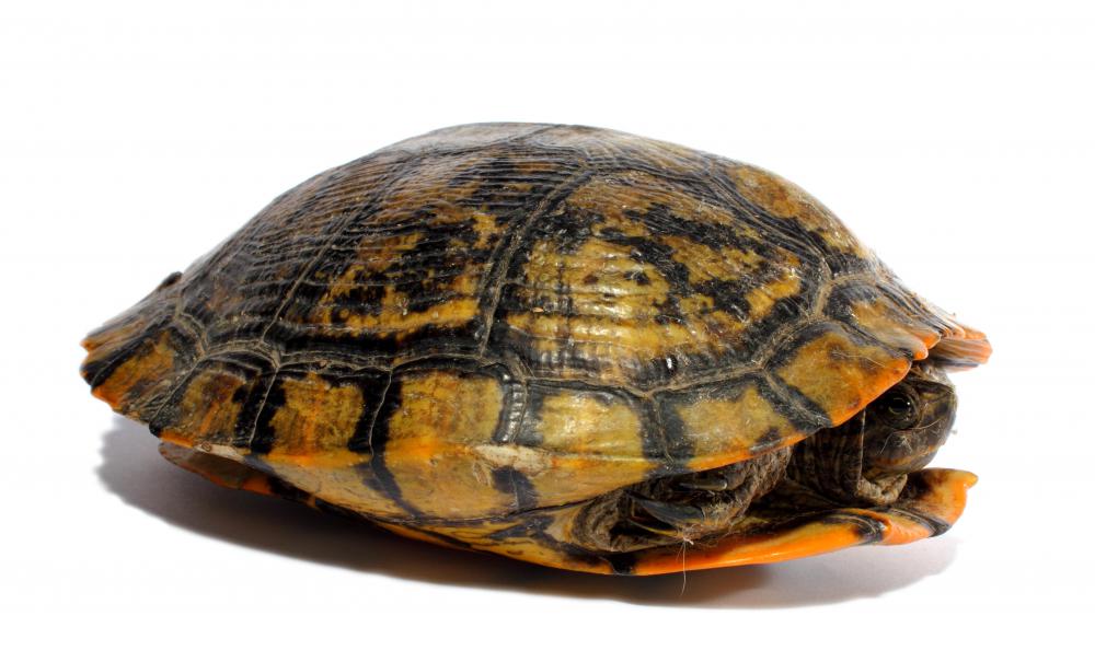 turtle-in-shell.jpg