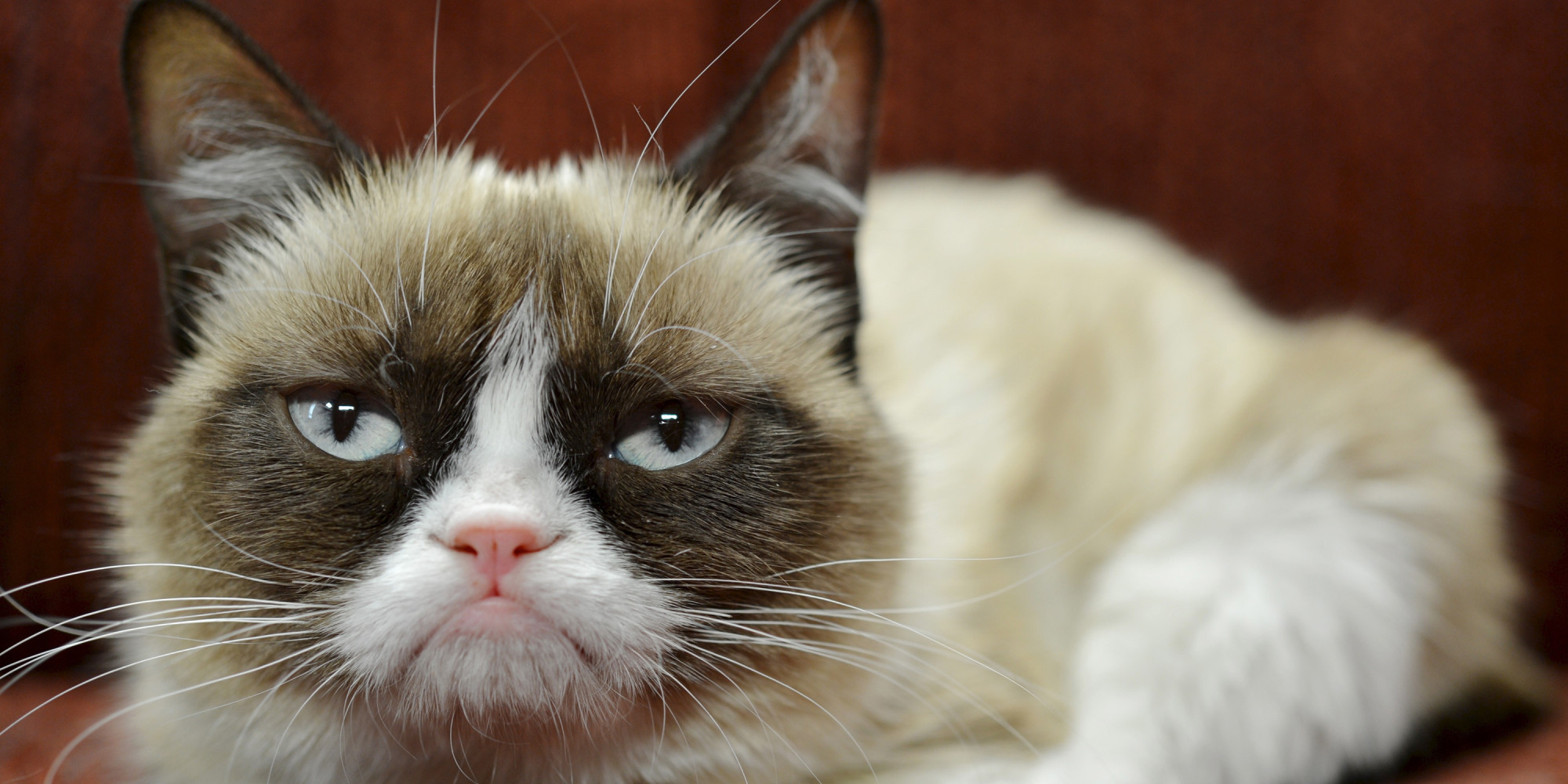 o-GRUMPY-CAT-facebook.jpg