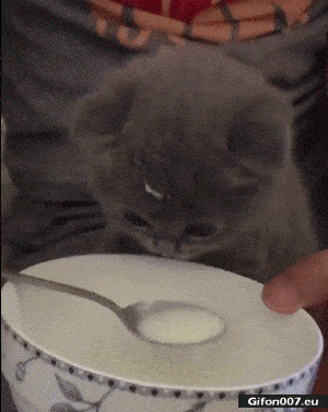 Cute-Cat-Drinking-Milk-Video-Gif.gif