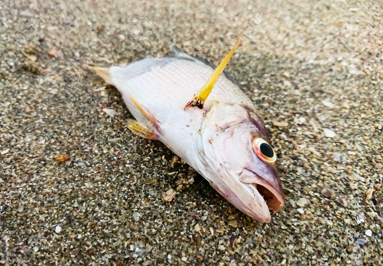 40032380-dead-fish-on-the-beach-water-pollution-concept.jpg